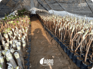 bibit anggur import ecer